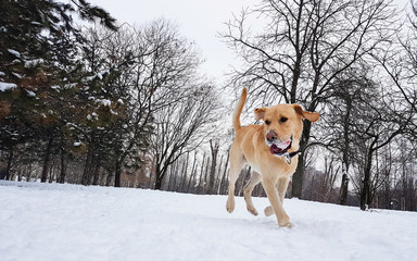 Fototapeta na wymiar Labrador dog at snow