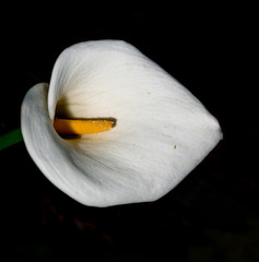 Calla lilly  from above against black