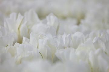 Blooming Exotic Emperor  tulips closeup