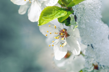 Apple-tree flowers covered with snow