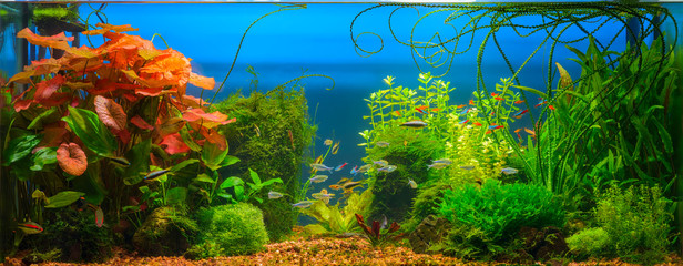 Underwater jungle in tropical fresh water aquarium with live dense red and green plants, different fishes and blue background - 194635017