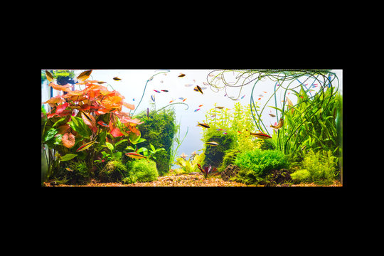 Underwater jungle in tropical fresh water aquarium with live dense red and green plants, different fishes and white background isolated on black