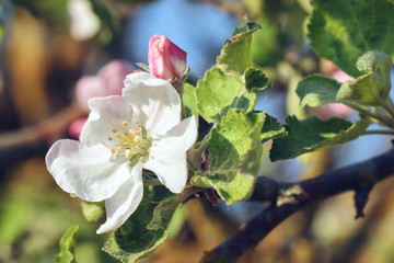 Obraz premium Blossoming apple tree in spring