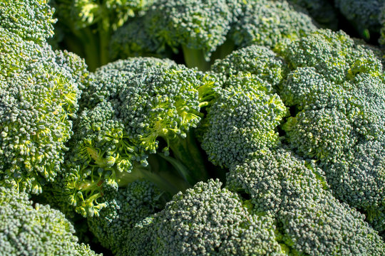 Crisp green broccoli texture or background