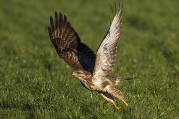 Common buzzard flying away in the meadows in the Netherlands