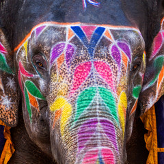 Obraz premium Portrait of an Indian elephant at the Amber Fort in Jaipur in India