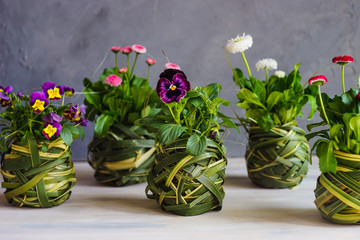 First spring flowers in a pot © Anna Bogush