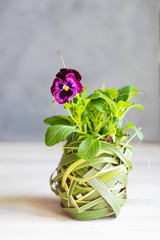 First spring flowers in a pot