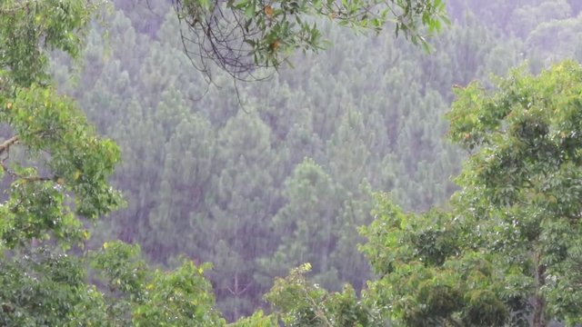 Chuva na floresta.