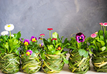 First spring flowers in a pot © Anna Bogush