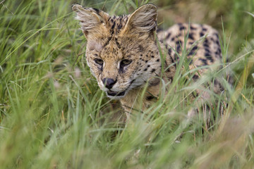 Naklejka na ściany i meble Serval in the long grass in the Serengeti National Park in Tanzania