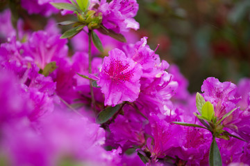 Fototapeta na wymiar Bright purple rhododendron flowers with raindrops