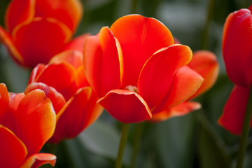 Fototapeta premium Ad Rem tulips blooming