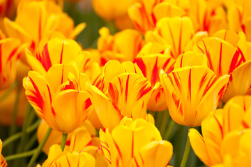 Olympic Flame  tulips blooming