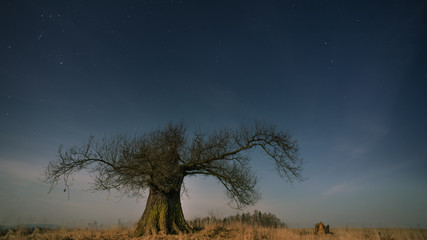 Old tree under stars