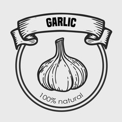 Garlic vector drawing
