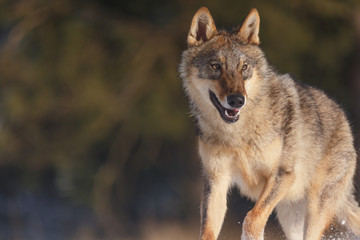 Naklejka premium Wolf im Winter