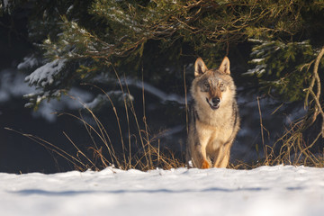 Wolf im Winter