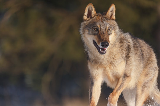 Fototapeta Wolf im Winter