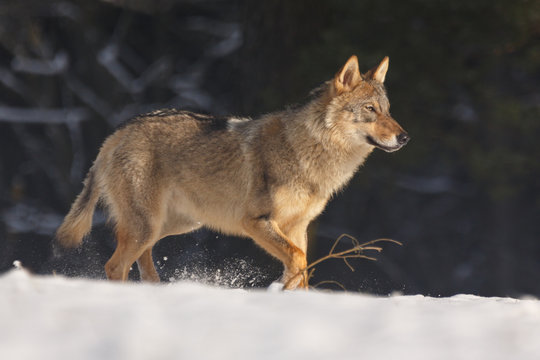 Fototapeta Wolf im Winter