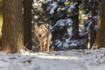Wolf im Winter