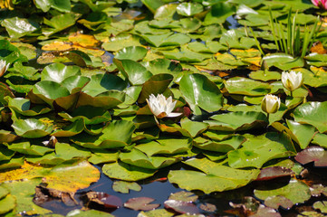 Summer lake with water-lily flowers and green leaves on blue water.