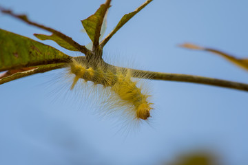 Caterpillar feeding on a leaf in garden and make damage.