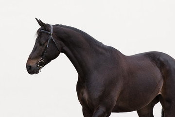 Black horse with the bridle on light background isolated	