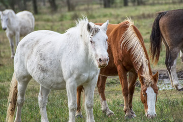 Naklejka na ściany i meble horses free on a field in winter in argentina