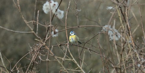 Mésange bleue en hiver