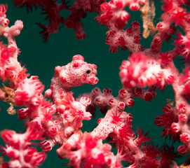 Pigmy Seahorse