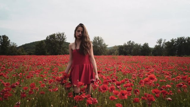Sensual girl in poppy field. Young girl in the field. Girl having fun in the flowwer field. Field of flowers.