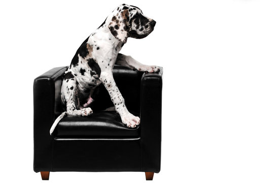 Dog sits in a chair.
Funny dog.
Isolated photo on a white background.