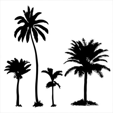Set of tropical palm trees with leaves, black silhouettes isolated on white background.