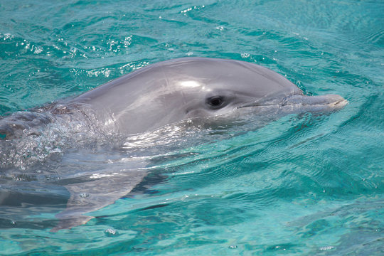 Hübscher Delfinkopf