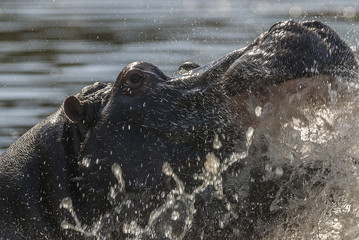 Hippopotamus, Kruger National Park