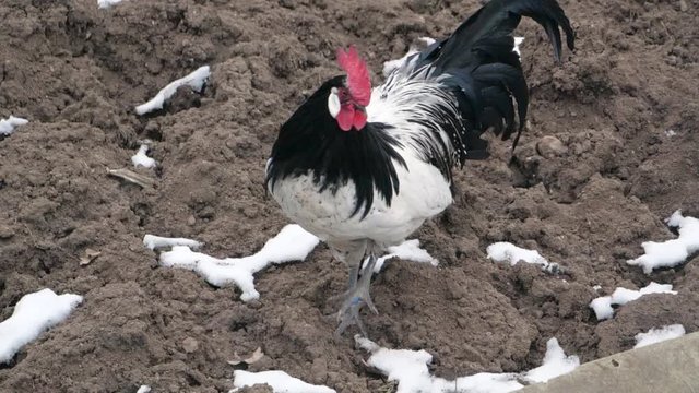 Free range chicken pecking on an organic farm happy chilling in the dirt