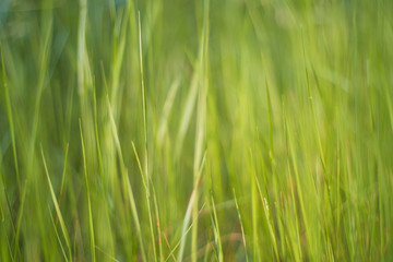 Fototapeta na wymiar hierba fresca desenfoque bonita