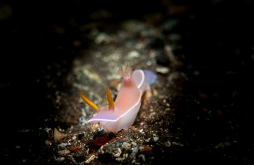 Nudibranch