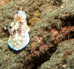 Nudibranch