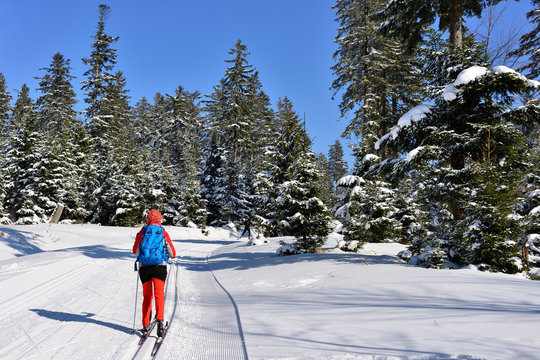 Woman in the colour dress on cross-country skis amongst trees coated with the snow in mountain in Poland