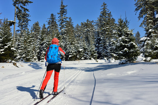 Woman in the colour dress on cross-country skis amongst trees coated with the snow in mountain in Poland