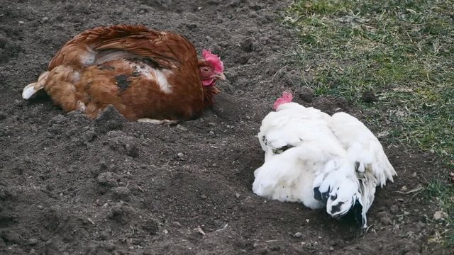 Free range chicken pecking on an organic farm happy chilling in the dirt