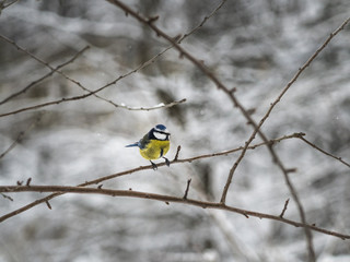 Beautiful blue tit sitting on a branch in public park in Lviv, Ukraine