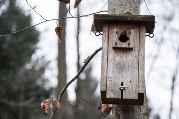 a birdhouse in a cold forest