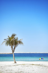 Empty beach with a coconut palm tree, summer holidays concept. 