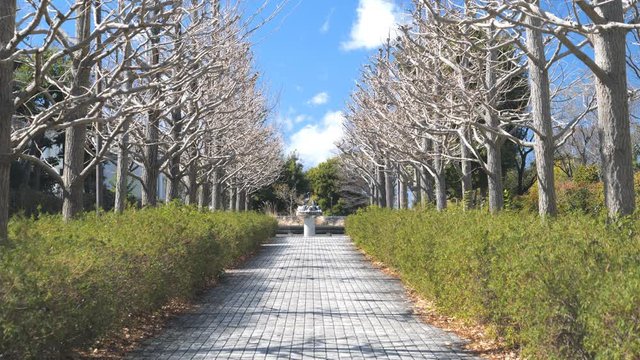 Tokyo,Japan-March 1, 2018: Completely pruned ginkgo tree avenue is waiting for the spring to come.