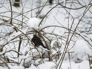 Thrush in the snow in public park, Lviv, Ukraine