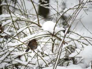 Thrush in the snow in public park, Lviv, Ukraine