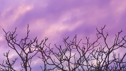 beautiful lilac and pink sky